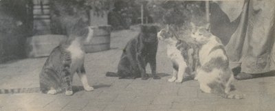 Neljä kissaa, n. 1895. tekijältä Thomas Eakins