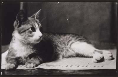 Rouva Thomas Eakinsin kissa tekijältä Thomas Eakins