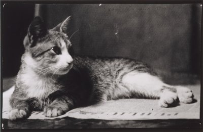 Rouva Thomas Eakinsin kissa, n. 1880-1890. tekijältä Thomas Eakins
