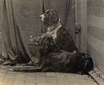 Thomas Eakinsin koirat, 1884 tekijältä Thomas Eakins