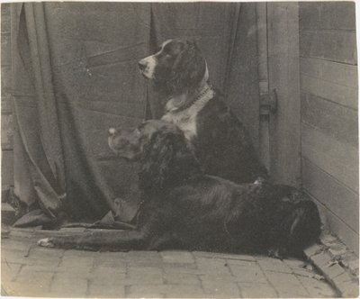 [Thomas Eakinsin koira Harry ja toinen setteri], 1880-luku, 1880-luku. tekijältä Thomas Eakins