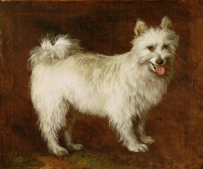 Spitz Dog, n. 1760-70 (öljy kankaalle) tekijältä Thomas Gainsborough