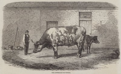 Australian Ox Tooran tekijältä Thomas Harrington Wilson