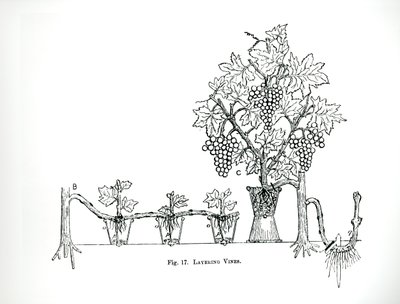 Layering viiniköynnöksiä, Thomas Mawsonin teoksesta "The Art and Craft of Garden Making", julkaistu 1900 (kaiverrus) (m/v kuva) tekijältä Thomas Hayton Mawson