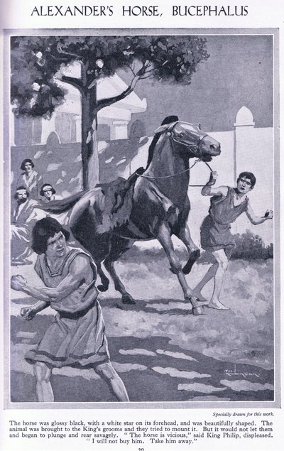 Aleksanterin hevonen Bucephalus: hevonen oli kiiltävän musta ja sen otsassa oli valkoinen tähti, noin 1950 (litografia). tekijältä Thomas Heath Robinson
