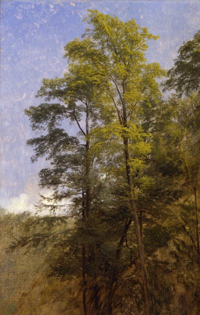 Tree Study, Catskill Clove, N.Y. tekijältä Thomas Hiram Hotchkiss
