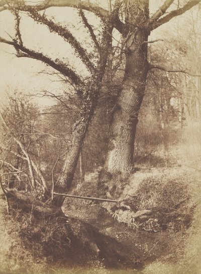 Puut, 1854-57. tekijältä Thomas Keith