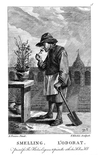 Puutarhuri haisee neilikka tai vaaleanpunainen Dianthus, c1750 tekijältä Thomas Kitchin
