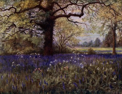 Kew Gardens: Wild Hyasinths (väri litho) tekijältä Thomas Mower Martin