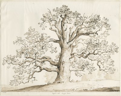 Blithfield - Squitch Oak : kynä ja pesu, 1837 tekijältä Thomas Peploe Wood