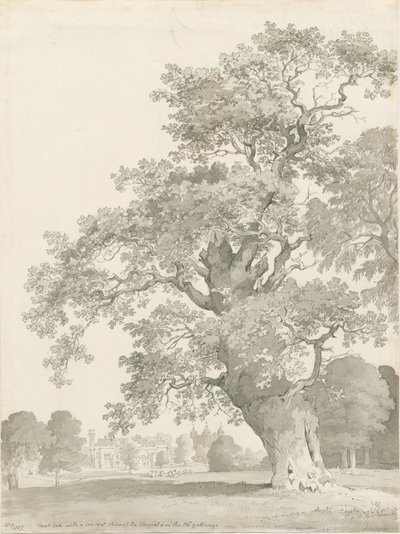 Tixall - Oak Tree: kynä- ja pesupiirustus tekijältä Thomas Peploe Wood