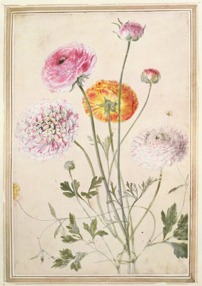 Flower Study, noin 1760 tekijältä Thomas Robins