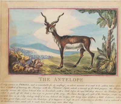 Kahdeksanosainen sarja, jossa on nimisivu. ”Ulkomaiset ja kotimaiset eläimet.” 8. Antilooppi tekijältä Thomas Rowlandson