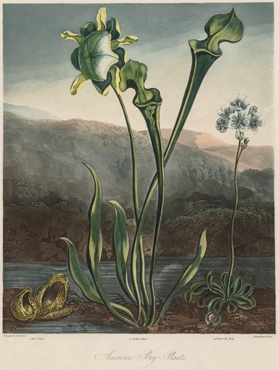 Flora-temppeli: American Bog Plants tekijältä Thomas Sutherland