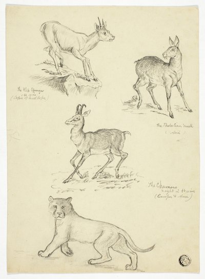 Chamois, Musk, Klipbok ja Lion. tekijältä Thomas Uwins