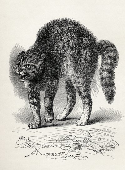 Koiran kauhuissaan kissa, Charles Darwinin teoksesta The Expression of the Emotions in Man and Animals, 1872 (litho) tekijältä Thomas W. Wood