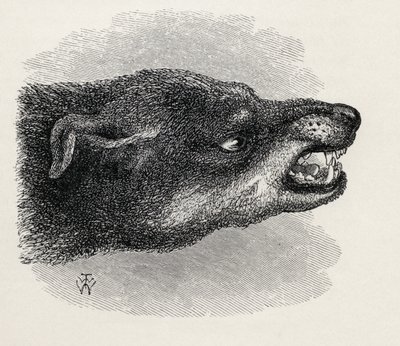 Ärsyvän koiran pää Charles Darwinin teoksesta The Expression of the Emotions in Man and Animals, 1872 tekijältä Thomas W. Wood
