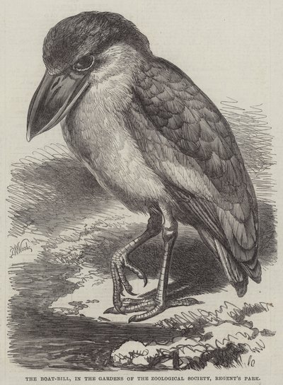 Boat-Bill, Regent
