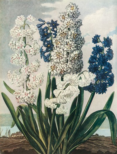 "Hyasintit", 1801, 1948. tekijältä Thomas Warner