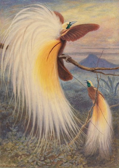 Paratiisin linnut tekijältä Thomas William Wood