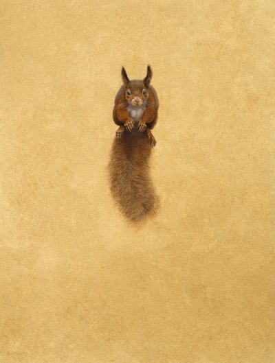 Leaping Red Squirrel -( akvarelli & guassi paperille ) tekijältä Tim Hayward