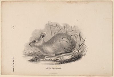 Suon jänis tekijältä Titian Ramsay Peale