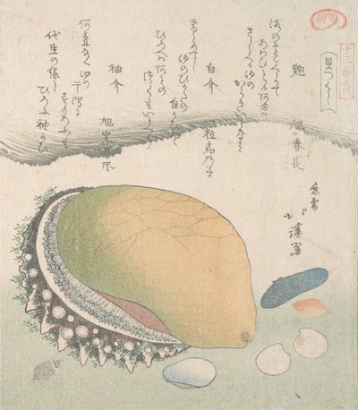 Awabi Ear-Shell ja erilaiset kuoret, 1800-luku. tekijältä Totoya Hokkei