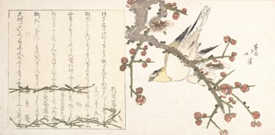Pensaskirkko luumun oksalla Ume ni uguisu, 1800-luvun alku. tekijältä Totoya Hokkei