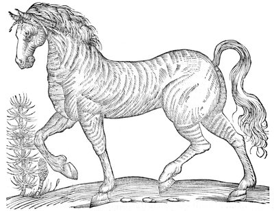 De quadrupedibus solidipedibus volumen integrum tekijältä Ulisse Aldrovandi
