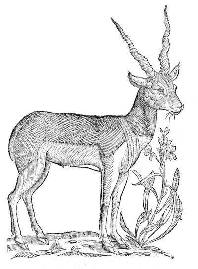 Quadrupedum omnium bisulcorum historia - Quadrupedum omnium bisulcorum historia tekijältä Ulisse Aldrovandi