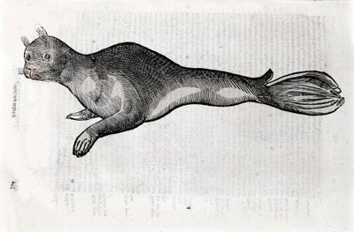 Sinetin esitys Ulisse Aldrovandin (1522-1605) Natural History -käsikirjoituksesta kuvitettu levy, Ulisse Aldrovandi fonds, Bolognan yliopistokirjasto, toim. 1603. tekijältä Ulisse Aldrovandi