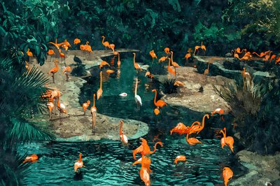 Flamingot tropiikissa tekijältä Uma Gokhale