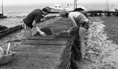 6080 C18 Ostregrower Vendee Oysterissä elokuussa 1974 tekijältä Unbekannt