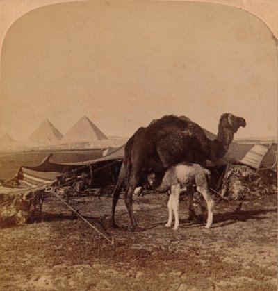 A Baby of the Desert, Egypti, 1896 tekijältä Unbekannt