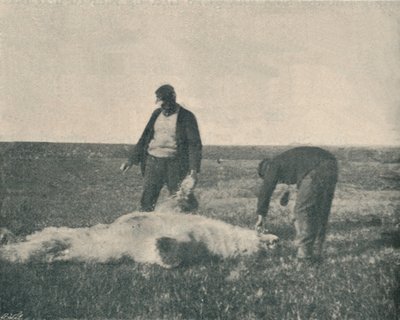 Kuollut karhu Porosaarella 21. elokuuta 1893, 1893 1897 tekijältä Unbekannt