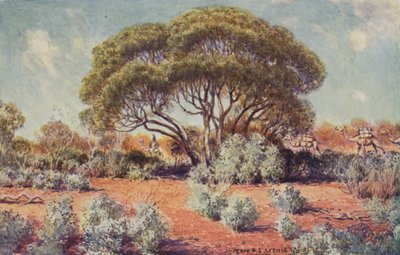 Hedelmällinen paikka Keski-Australiassa, 1923. tekijältä Unbekannt