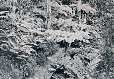 Saniaisten metsä, Leura, Blue Mountains, c1900. tekijältä Unbekannt