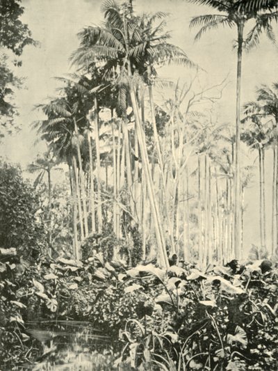 Palmulehto, 1901. tekijältä Unbekannt