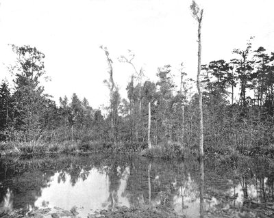 Louisianan suo, USA, 1900. tekijältä Unbekannt