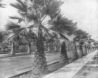 Palm Avenue Los Angelesissa, Kaliforniassa, Yhdysvalloissa, c1900. tekijältä Unbekannt
