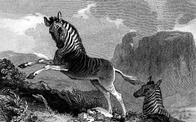 Quagga, 1815 tekijältä Unbekannt