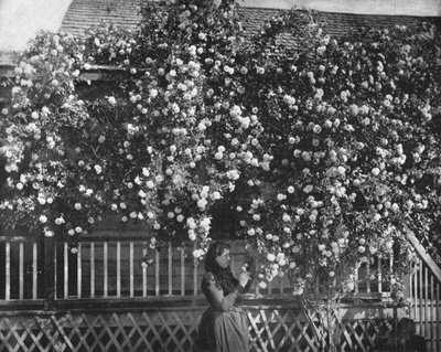 A Rose-Decked Home, Etelä-Kalifornia, USA, c1900. tekijältä Unbekannt