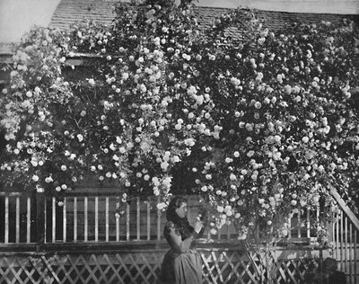Rose-Decked Home, Etelä-Kalifornia, 1897. tekijältä Unbekannt