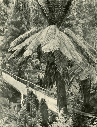 Maalaismainen silta, 1901. tekijältä Unbekannt