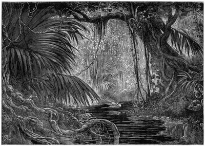 Metsäkohtaus Perussa, 1877 tekijältä Unbekannt