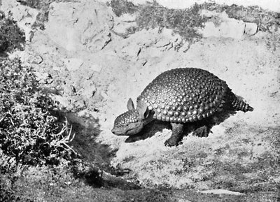 Glyptodon, 1900-luku tekijältä Unbekannt