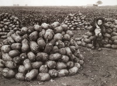Pieni tyttö, jolla on kasoja korjattuja naurisia, lähellä Landskronaa, Ruotsi, 1910 tekijältä Unbekannt