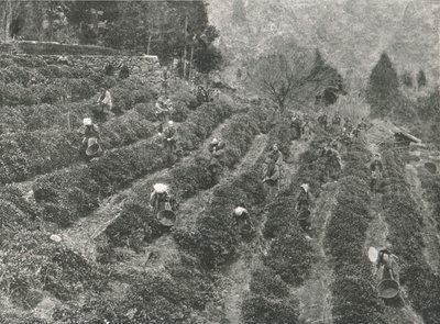Teeviljelmä kaupungin ulkopuolella, Kobe, Japani, 1895. tekijältä Unbekannt