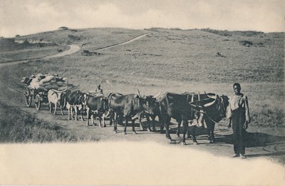 Tyypillinen härkävaunu - Etelä-Afrikka, 1900-luvun alku. tekijältä Unbekannt