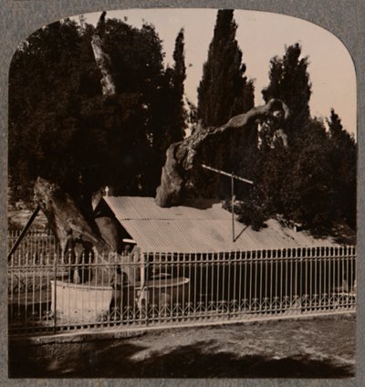 Abraham Oak lähellä Hebronia, 1900 tekijältä Unbekannt